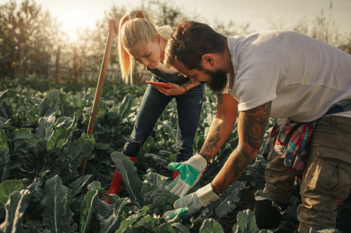 Organic farming practices minimize exposure to harmful pesticides and synthetic additives, providing consumers with nutrient-rich foods that support brain function. By prioritizing locally sourced, seasonal produce, we not only reduce our carbon footprint but also promote healthier dietary choices that benefit neurological well-being.