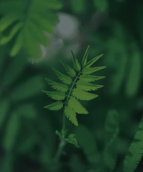 imgi_27_headerbg3